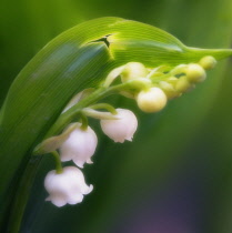 Lily-of-the-valley, Convallaria majalis.