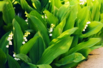 Lily-of-the-valley, Convallaria majalis.