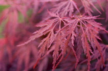 Japanese Maple, Acer palmatum dissectum atropurpureum.