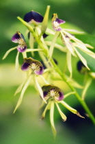 Orchid, Encyclia cochleata.