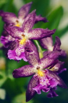 Orchid, Beallara marfitch 'Howard's dream'.