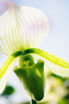Orchid, Paphiopedilum.