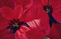 Poinsettia, Euphorbia pulcherrima.