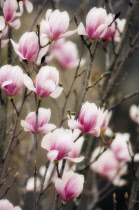 Magnolia, Magnolia x soulangeana 'Lennei'.