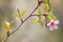 Almond, Prunus dulcis.