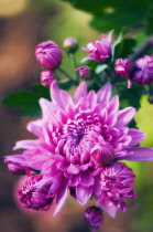 Chrysanthemum, Dendranthema grandiflora 'Resomee'.