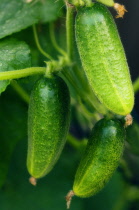 Cucumber, Cucumis sativus.