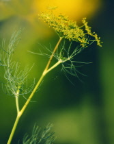 Dill, Anethum graveolens.