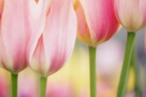 Tulip, Tulipa.