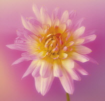 Chrysanthemum.