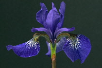 Iris.