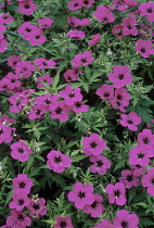 Geranium, Armenium cranesbill, Geranium psilostemon.