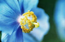 Himalayan Blue Poppy, Meconopsis grandis.