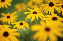 Coneflower, Black-eyed Susan, Rudbeckia fulgida.