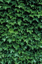 Ivy, Hedera.