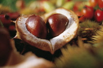 Horse Chestnut, Conker, Aesculus hippocastanum.