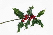 Holly, Ilex.