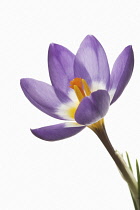 Crocus, Crocus 'Tricolour'.