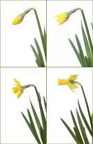 Daffodil, Narcissus 'Jetfire'.
