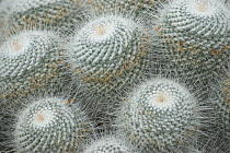 Cactus, Pincushion cactus, Mammilaris geminospima.