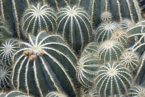 Cactus, Echinopsis spiniflora.