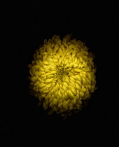 Chrysanthemum.