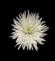 Chrysanthemum.