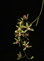 Orchid, Cymbidium.