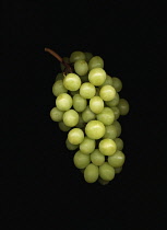 Grape, Vitis vinifera.