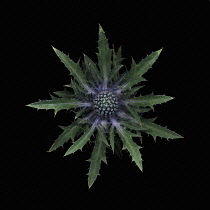 Sea Holly, Eryngium.