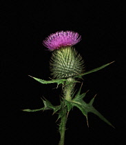 Thistle, Spear thistle, Scotch thistle, Bull thistle, Cirsium vulgare.