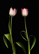 Tulip, Tulipa.