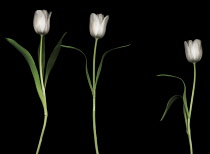 Tulip, Tulipa.