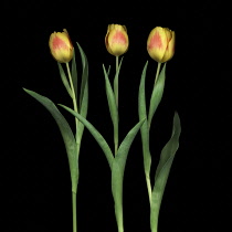 Tulip, Tulipa.