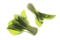 Pakchoi, Brassica chinensis.