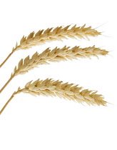 Wheat, Triticum.