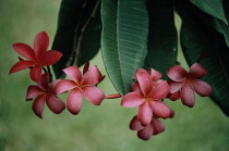 Frangipani, West Indian Jasmine, Monoi, Plumeria rubra.
