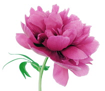 Peony, Paeonia officinalis 'rubra plena'.