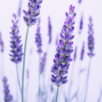 Lavender, Lavandula.