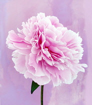 Peony, Paeonia lactiflora.