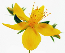 St John's Wort, Hypericum perforatum.