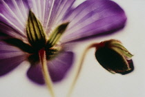 Cranesbill, Geranium.