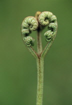 Fern, Bracken, Pteridium aquilinum.