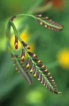 Crocosmia, Crocosmia 'Lucifer'.