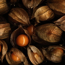 Chinese Lantern, Physalis alkekengi.