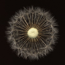 Dandelion clock, Taraxacum officinale.