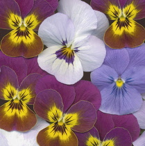 Pansy, Viola wittrockiana.