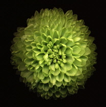 Chrysanthemum.