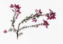 Heather, Calluna.