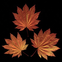 Japanese Maple, Acer japonicum 'Vitifolium'.